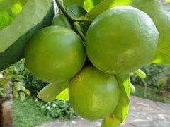 Aceite Esencial De Lima citrus Saiku cosmetológico 15 Ml En Villa Urquiza - Saiku Natural 