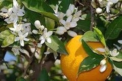 Aceite Esencial Puro Natural Azahar Neroli 15 Ml - Saiku Natural 