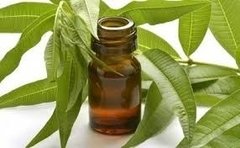 Citronela Aceite Esencial Puro de Citronela (no Citronela Tecnica) 15 Ml Aceite Esencial de Citronela (No Citronela técnica) 15ml Importantes Los envases pueden - Saiku Natural 