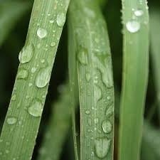 Imagen de Aceite Esencial Puro De Lemongrass Envase De 15 Ml 100% Puro