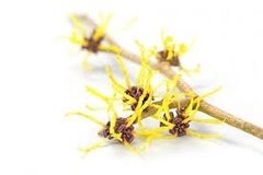 Agua De Hamamelis 100 Cc Tonificante Facial - tienda online