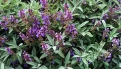 Aceite Esencial De Salvia Oficinalis 15ml Pura Saiku Cosmetologico - tienda online