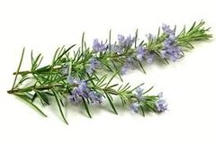 Aceite Esencial De Romero Puro Natural Envase 15ml - tienda online