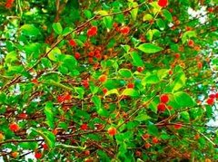 Aceite Esencial De Pitanga Envase De 15 Ml Saiku - comprar online