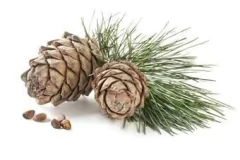 Aceite Esencial De Cedro 100% Puro Envase De 15 Ml Natural - tienda online