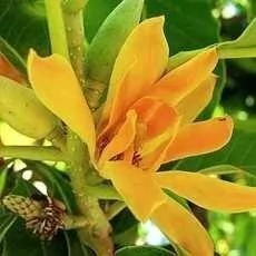 Aceite Esencial De Nag Champa Puro Saiku Natural en internet