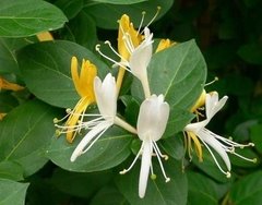 Aceite Esencial Madreselva 15 Ml Saiku Natural - comprar online