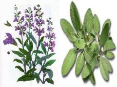 Aceite Esencial De Salvia Oficinalis 15ml Pura Saiku Cosmetologico - Saiku Natural 