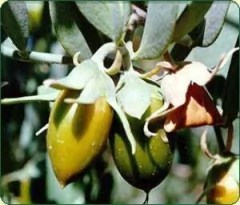 Aceite De Jojoba Organico Virgen Puro 1lts en internet