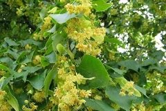 Aceite Esencial De Tilo Envase De 15 Ml - Saiku Natural 