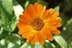 Aceite Puro Y Natural De Caléndula 100% 30 Ml - tienda online