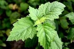 Aceite Esencial Patchouli Pachuli Puro 15ml en internet