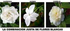 Aceite Esencial Flores Blancas - comprar online