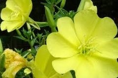 Aceite De Onagra Primula Puro 500ml c/certificacion - Saiku Natural 