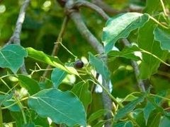 Aceite Esencial Alcanfor Puro 15ml Saiku Natural - tienda online