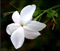 Aceite Esencial Flores Blancas - tienda online