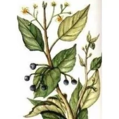 Aceite Esencial Alcanfor Puro 15ml Saiku Natural - Saiku Natural 