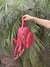 Mochila Jacinta Roja - tienda online