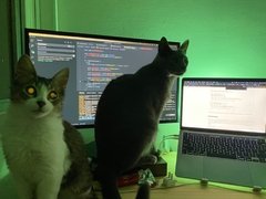 the cats - comprar online