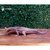 Crocodilo em madeira