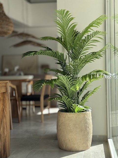 Areca 2.10 mts - comprar online