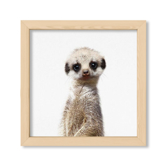 Cuadro Baby Suricata