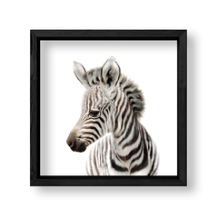 Imagen de Cuadro Baby Cebra