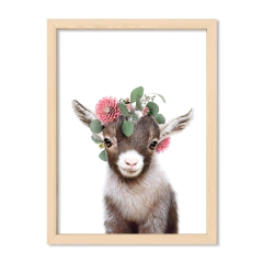 Kid Crown Goat