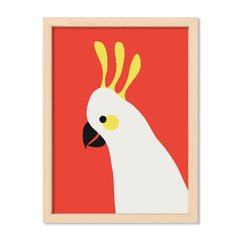 Red Parrot