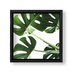 Imagen de Planta Botánica Monstera