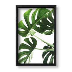 Imagen de Planta Botánica Monstera