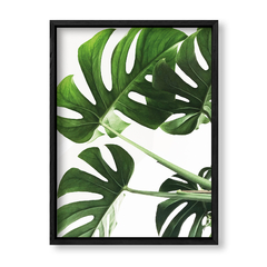 Imagen de Planta Botánica Monstera