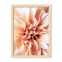 Dahlia 1