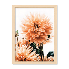 Dahlia 2