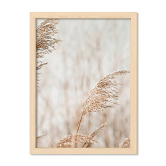 Pampas 2