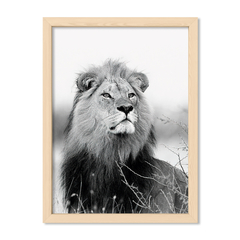 Rey de la selva