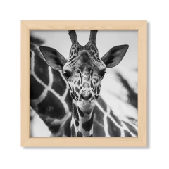 The Giraffe