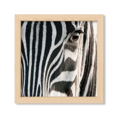 The Zebra