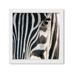 The Zebra - comprar online