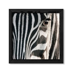 The Zebra en internet