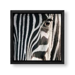 Imagen de The Zebra
