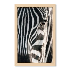 The Zebra