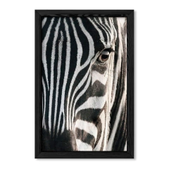 The Zebra en internet