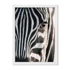 The Zebra - comprar online