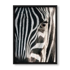 Imagen de The Zebra
