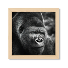 The Gorilla