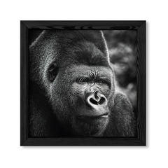 The Gorilla en internet