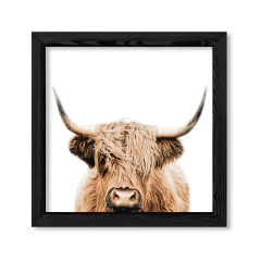 Scotish Cow en internet