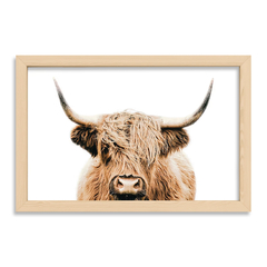 Scotish Cow