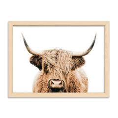 Scotish Cow